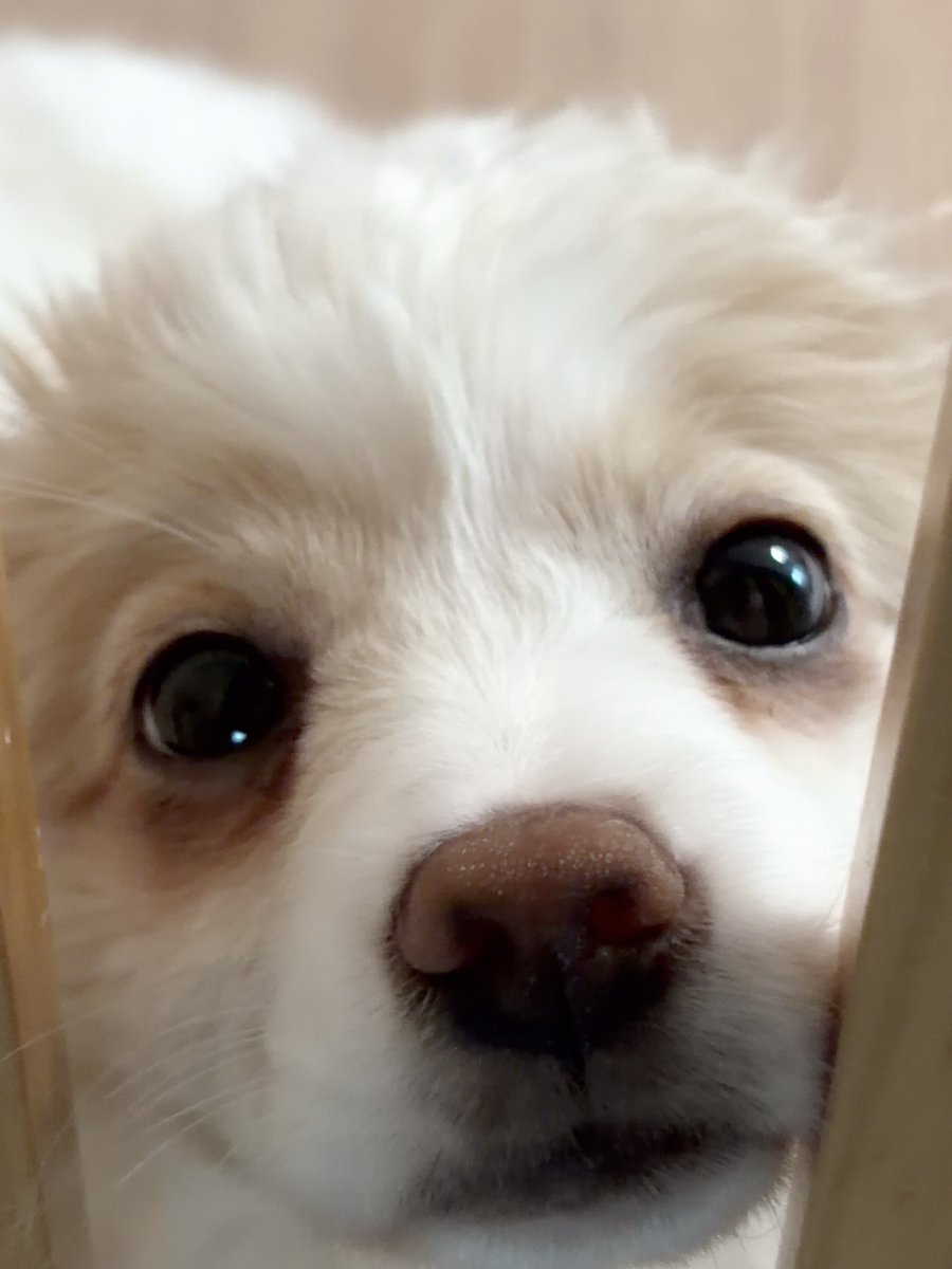 휘핑이 tweet media
