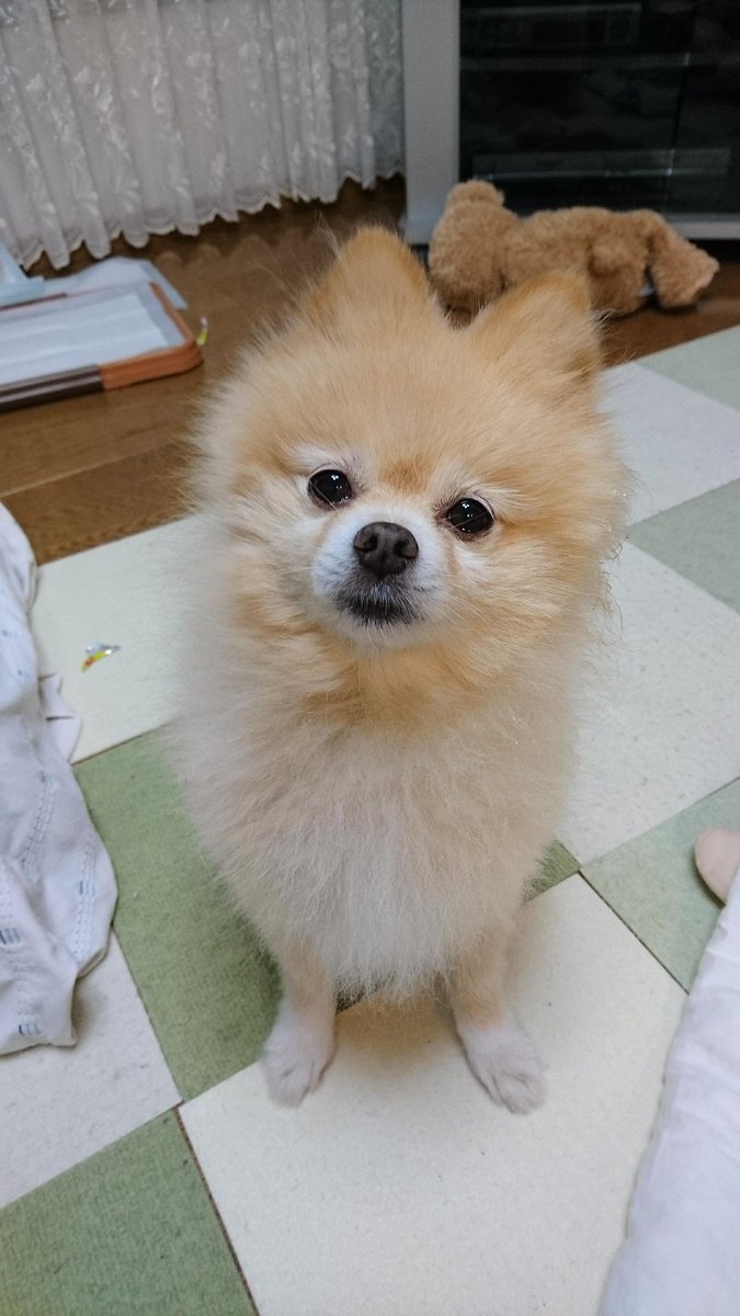 waruda15's tweet photo. おやつくれ https://t.co/zzesjgXirm