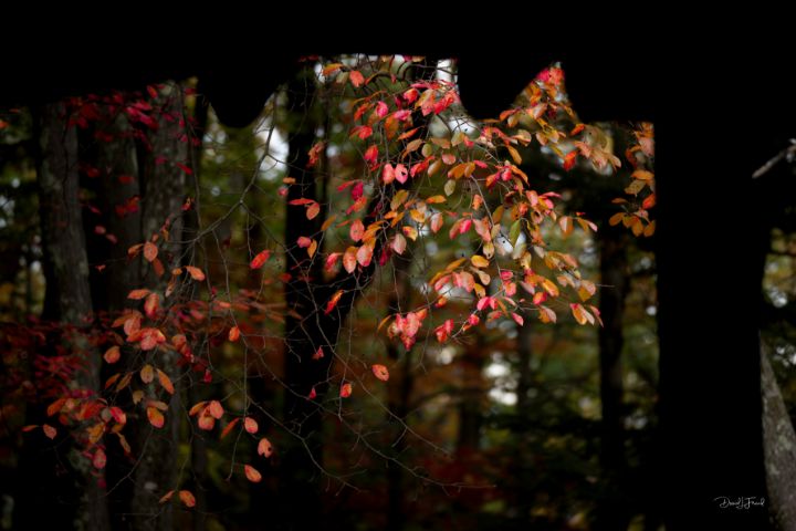 DFriend150's tweet photo. Art of the Day! "Beautiful red leaves in the sun". Buy at: https://t.co/ne8ZmEzEFk https://t.co/UBRYJB4DQU