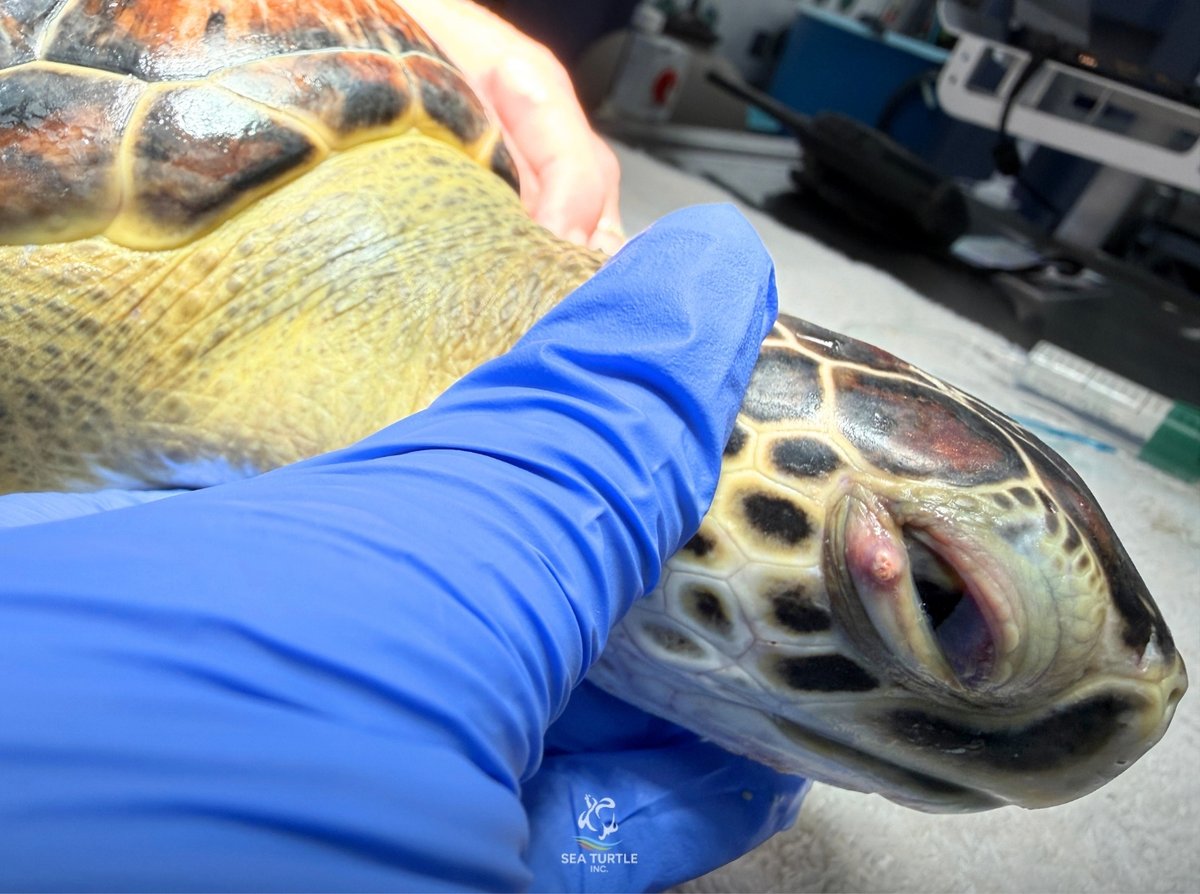Sea Turtle, Inc. tweet media