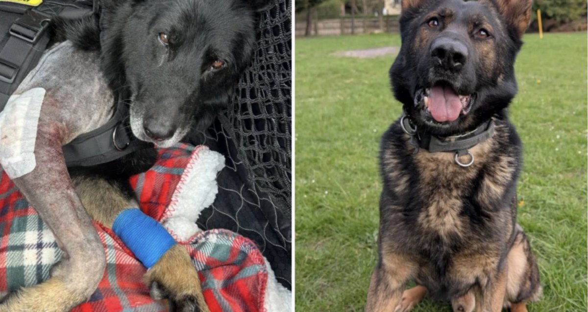 PoliceMutual's tweet photo. Can you help? Appeal launched to get RPDs Kenai and Miki the urgent surgery they need.
https://t.co/qPvytPIyEl https://t.co/4M7VETAUHU