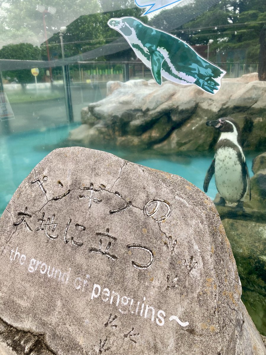 TakeImage's tweet photo. 今日は久しぶりに東武動物公園でした♪🐮🦊🐧😇✨📸🐢🌀存在Xも久しぶりのポストでした📮🙇‍♂️ https://t.co/AxPriRrQoD