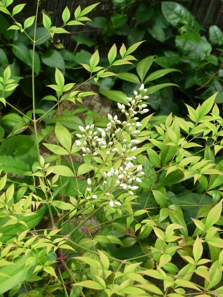 冬になると赤い実となって出現する南天の花 花が咲かなけりゃ実も