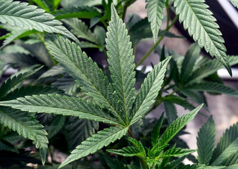 Adams_GOP's tweet photo. 🚨 TOTAL DEMOCRAT DISASTER IN COLORADO! 🚨

A massive class-action lawsuit has just been filed by the state's largest marijuana cultivator, claiming Colorado owes honest businesses over $100 MILLION in tax refunds! Why? Because the state's Marijuana Enforcement Division has allowed rampant, fraudulent, black-market sham transactions to completely break the system.

According to the lawsuit, officials knowingly let rogue operators use illegal, banned hemp to flood the market, causing official tax metrics to "explode" with anomalies. While the cartels and rule-breakers game the system, honest, law-abiding business owners are being crushed under an unfair, inflated excise tax burden.

This is what happens when progressives run a first-in-the-nation program straight into the ground. Decades of progressive rule in Colorado have delivered nothing but bloated bureaucracy, zero accountability, and a complete failure to enforce basic laws. Left-wing regulators were literally caught on tape admitting the scale of the fraud would "explode your minds," yet they sat on their hands and did nothing to protect taxpayers or legal business owners.

This isn't just government incompetence—it's potentially the largest financial crime against taxpayers in Colorado's history. The Democrat-led administration’s total mismanagement has turned a landmark legal market into a corrupt wild west.

It’s time to hold these incompetent bureaucrats accountable! 🛑👇

#Colorado #Taxpayers #GovernmentFailure #MarijuanaIndustry #CleanUpColorado #AccountabilityNow

https://t.co/rKItYP1V6s