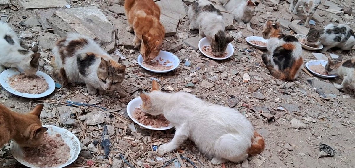 Animal Friends Shelter Gaza tweet media