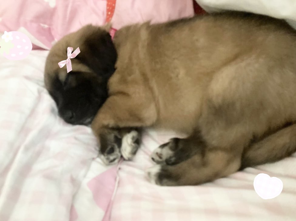 kitty ♡ tweet media