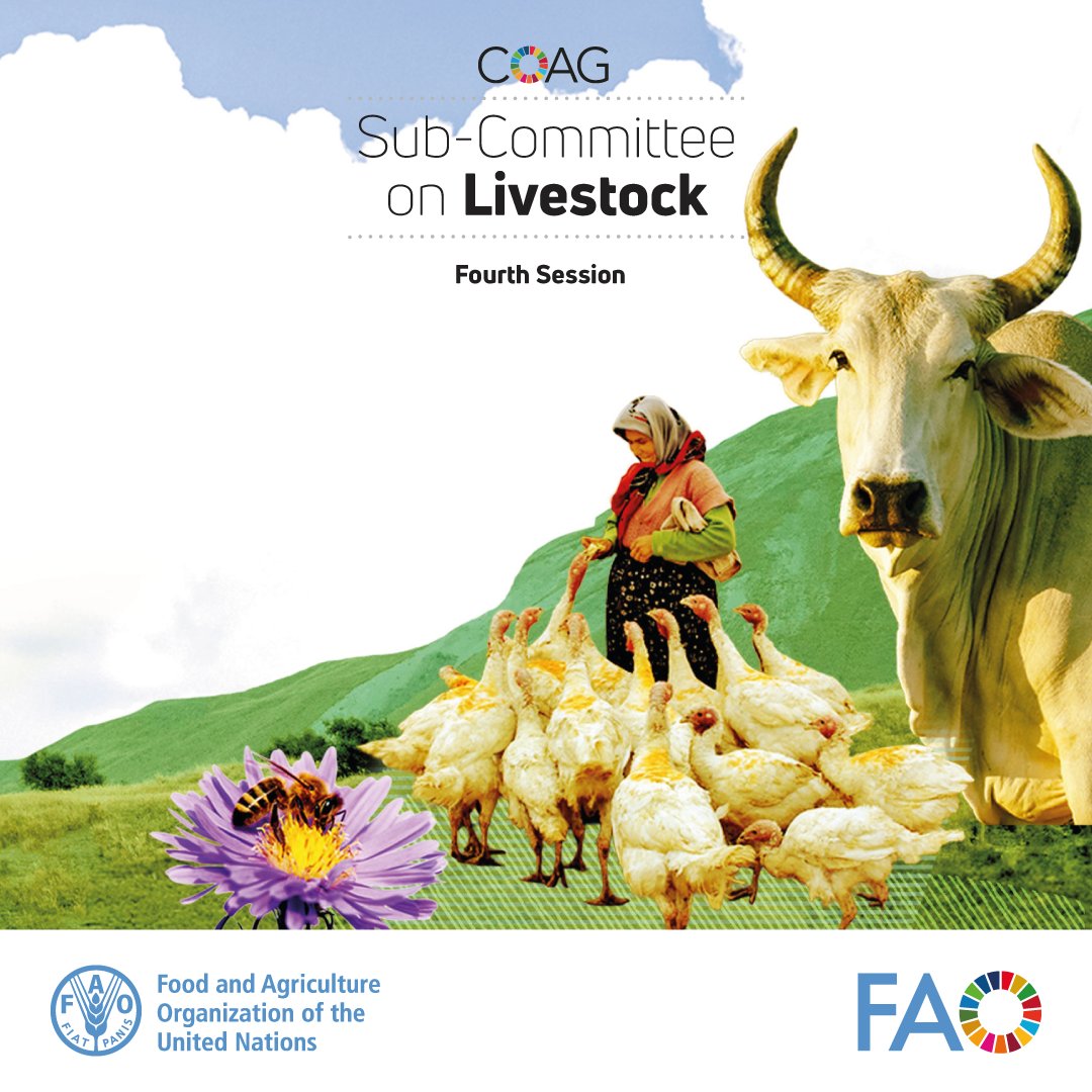 FAOLivestock's tweet photo. 📅 Save the date!
From 3 -5 June, @FAO is convening the Fourth Session of the #COAG Sub-Committee on Livestock in Rome.
Learn more about #COAG Sub-Committee on Livestock role and how it supports livestock producers and pastoralists.
https://t.co/Lhg3YWOOXm
#COAGLivestock https://t.co/YENGQ2CnVh