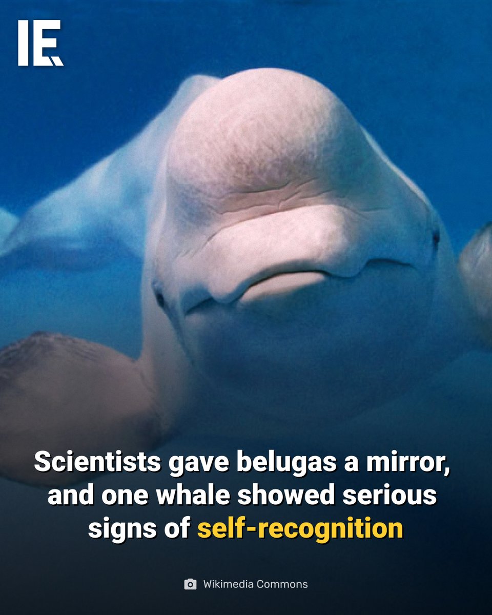For the first time, beluga whales have demonstrated behavior consistent ...
