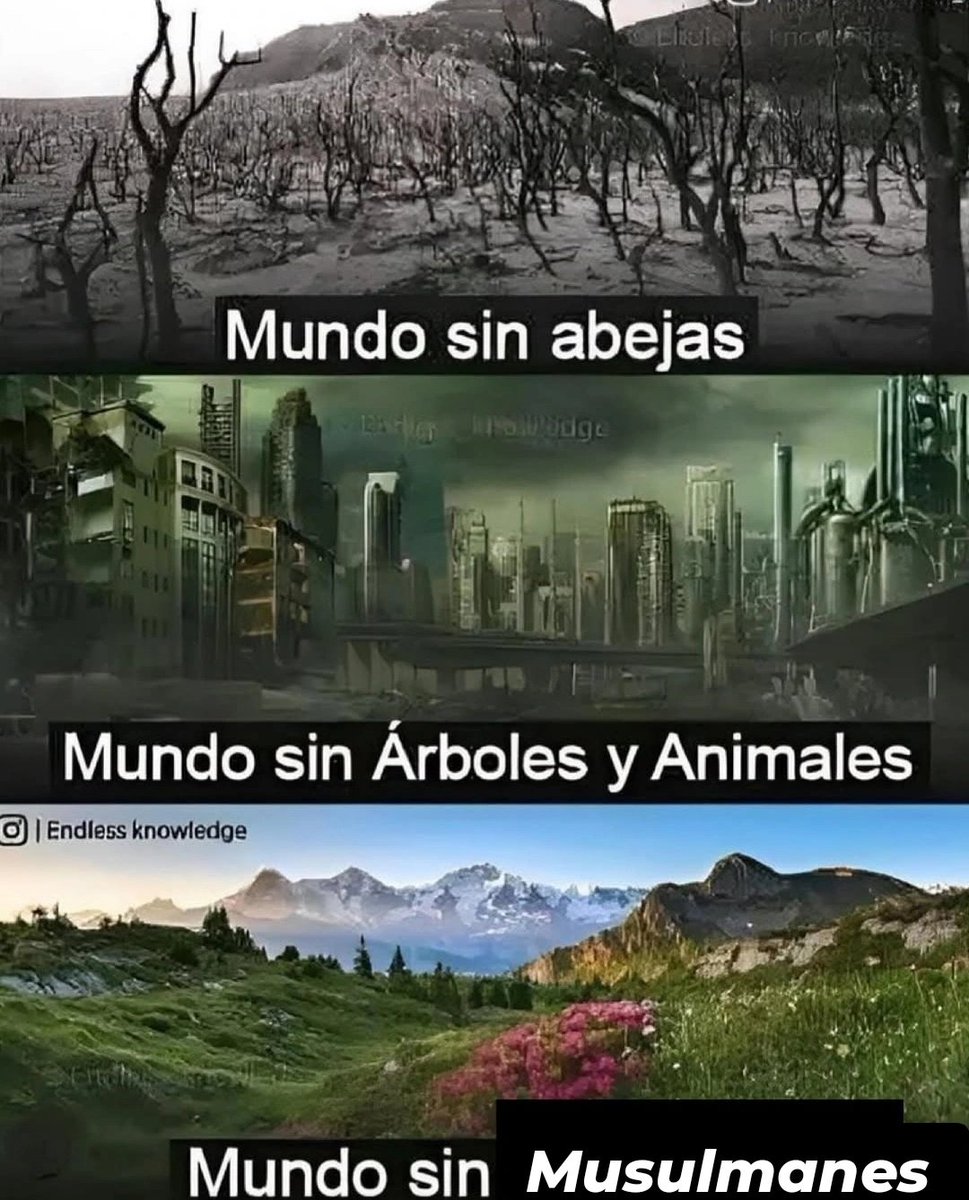 Alejo tweet media