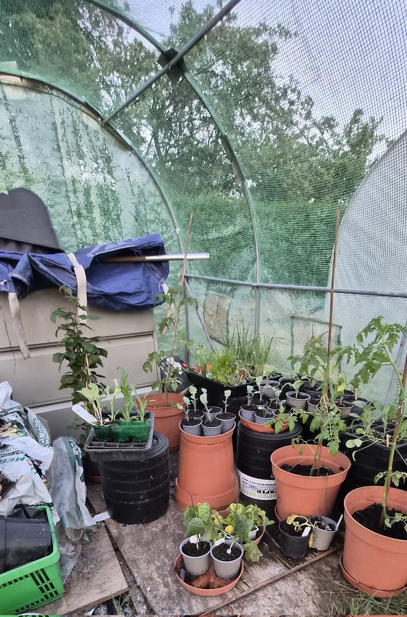 SBaxter77's tweet photo. Cheeky little 3 hours up the #Allotment with @DBaxter76 before the heat kicks in this wkd! Grass cut, raised beds topped up with top soil, and several planted, poly tunnel plants ready to go In soon and a quick tidy up! #GettingThere #LookingGood #TheGoodLife https://t.co/P2EdrZsWMd