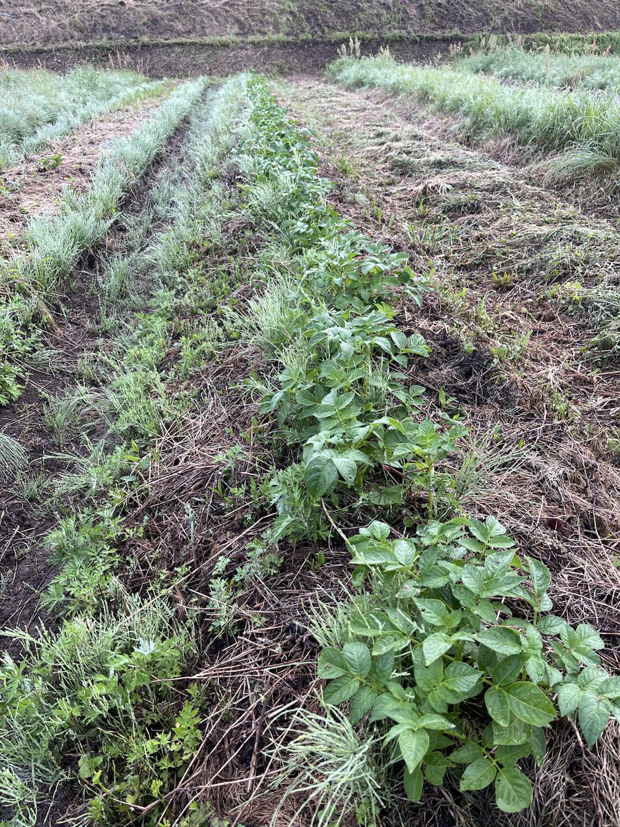 hipcrops's tweet photo. とても寒い朝です。
まさかこの5月の中下旬に、天気予報に霜マークが出るとは予想できませんでした。
ジャガイモは無事だったようです。

何かがおかしい…。俺の頭みたいに。

取り敢えずサツマイモ苗定植します。 https://t.co/dz6Xkrr5L8