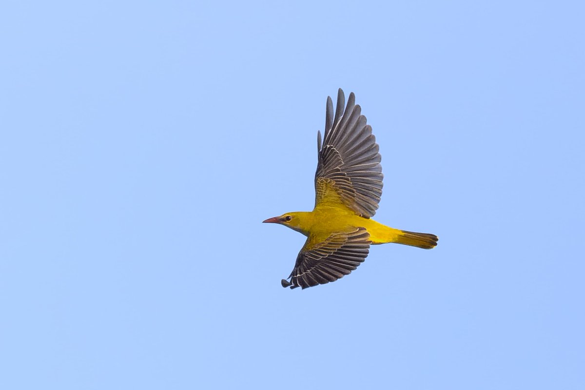 Spurn Bird Observatory tweet media