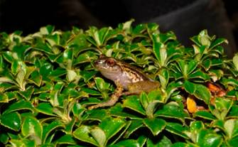 Caracol_Cali's tweet photo. #Fauna | Parques Nacionales Naturales @ParquesColombia hizo un anuncio: dos nuevas especies para la ciencia fueron descubiertas en el páramo del Parque Nacional Natural Farallones de #Cali. 

Se trata de dos ranas: Pristimantis regadatore y Pristimantis cantorcaelestis. https://t.co/KiaVKX2SzM