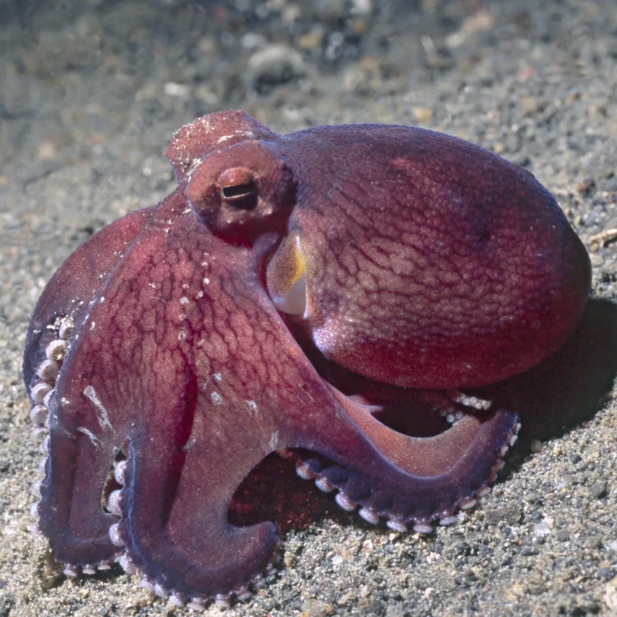 interesting_aIl's tweet photo. Oxford biologist Tim Coulson believes the octopus is most likely to rebuild civilization if humans go extinct https://t.co/ULwdRBFiT3