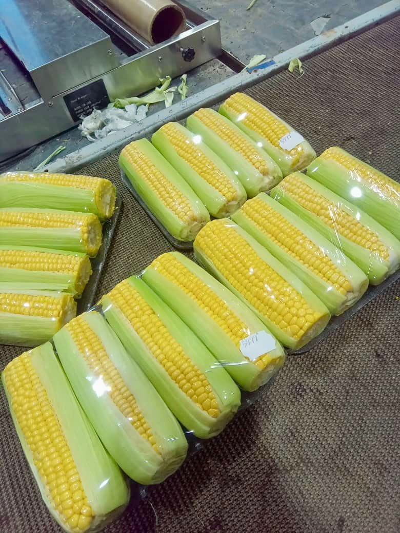 Uerikoravi's tweet photo. Some of the corn you will be having on your plate was harvested in Warmquelle, Sesfontein Constituency on a rather small project (~3ha) in a garden we helped set up over the years with overwhelming support from SHIVCO. To growth 🙏🏾 https://t.co/ZQKPuSJbmx