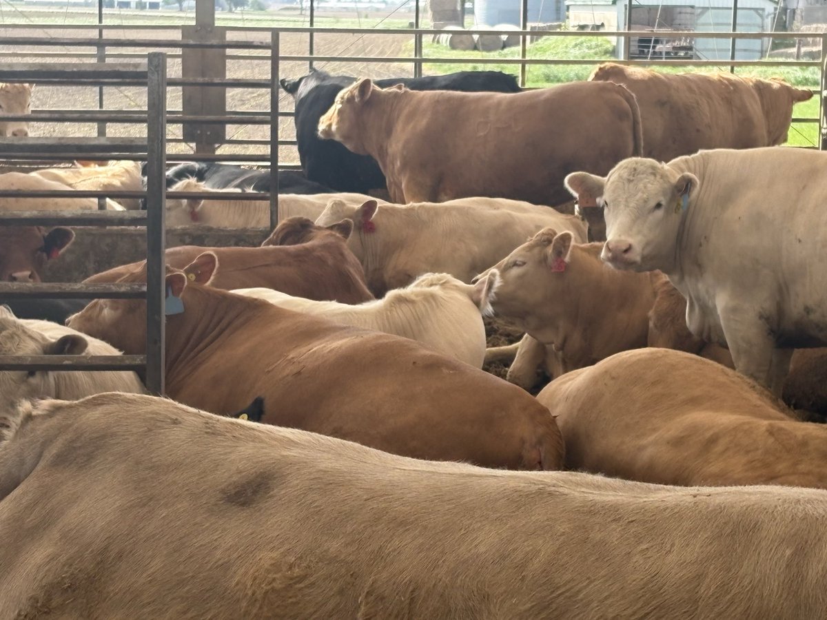 chaffe_farms's tweet photo. @KenSchaus I’m sure these hfrs will grade right up there with your steers https://t.co/Gzqe5risCX