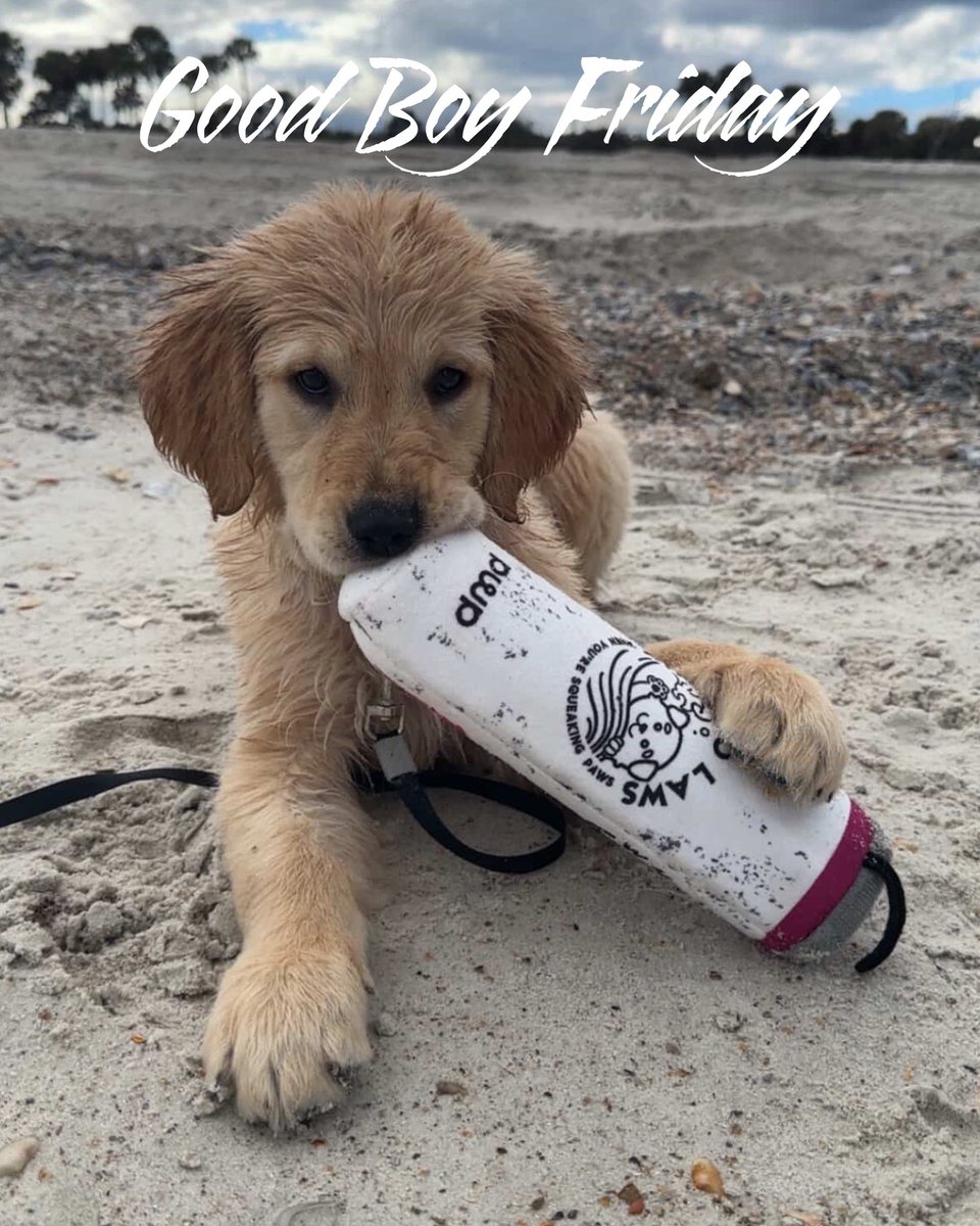 Old Row Pups tweet media