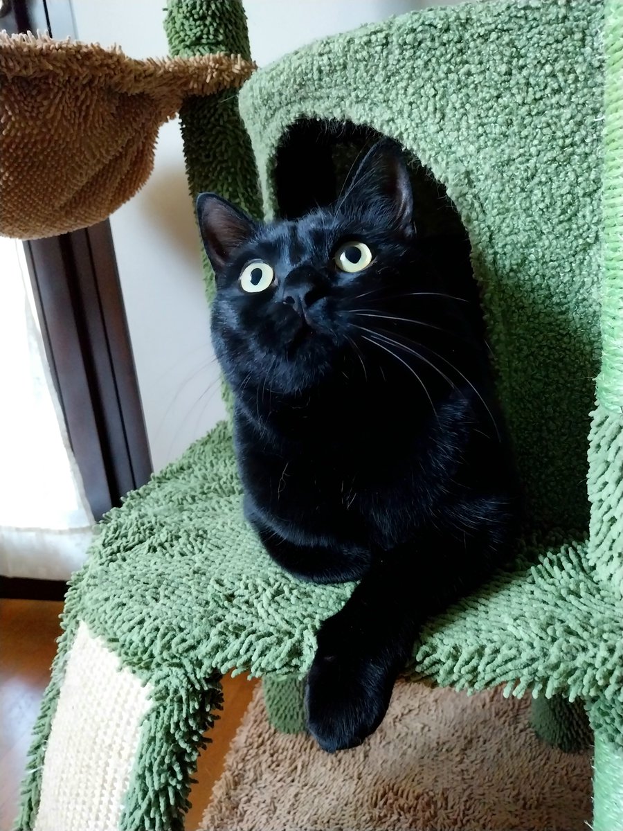🐾CLAUDIA🐾 tweet media