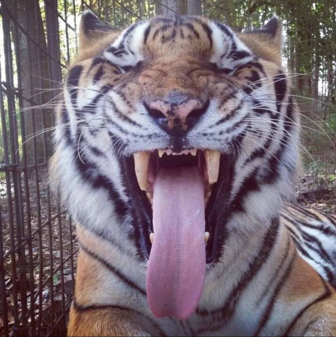 Tiger tweet media