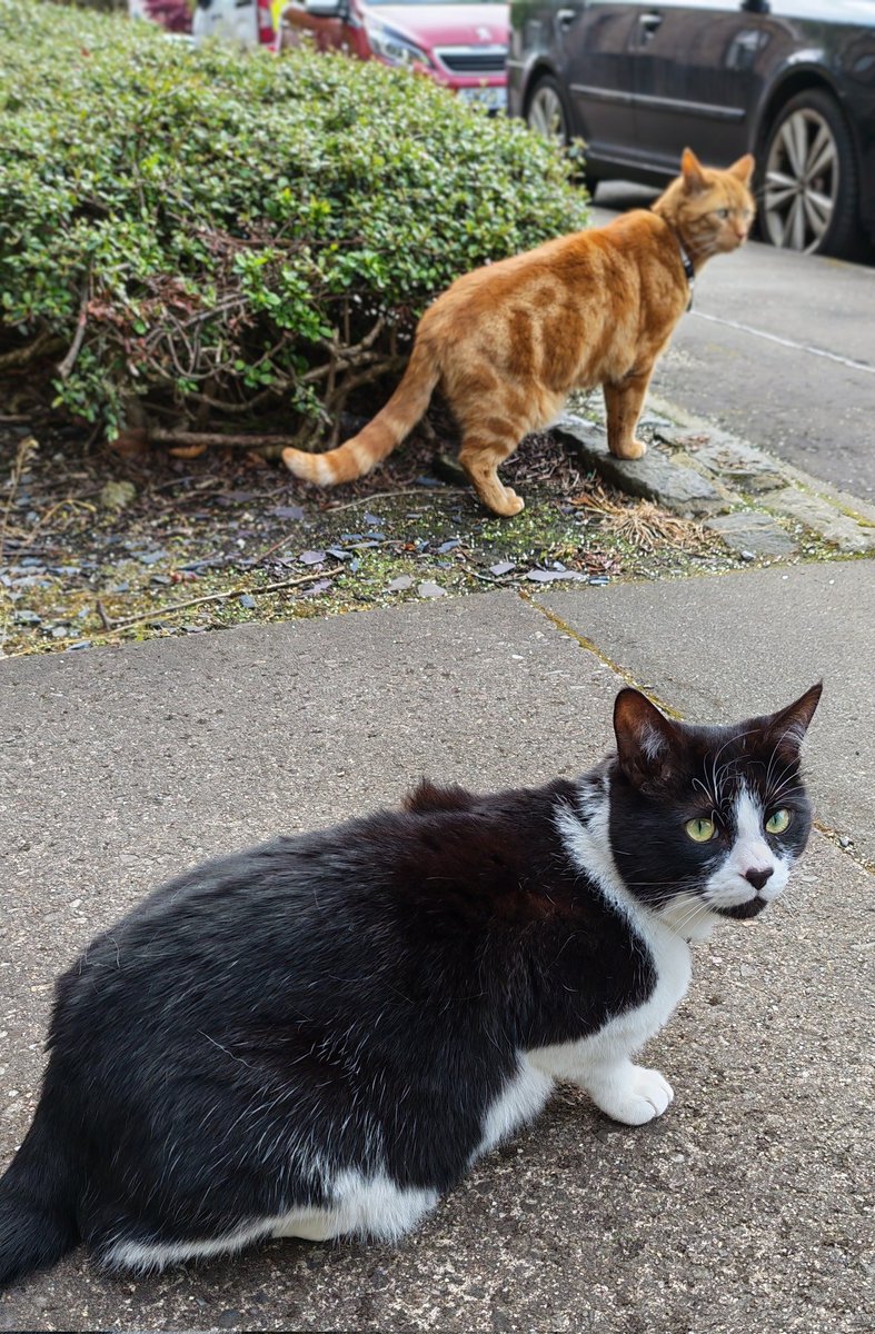 Kevin Kindness and Sidekick Smudge tweet media