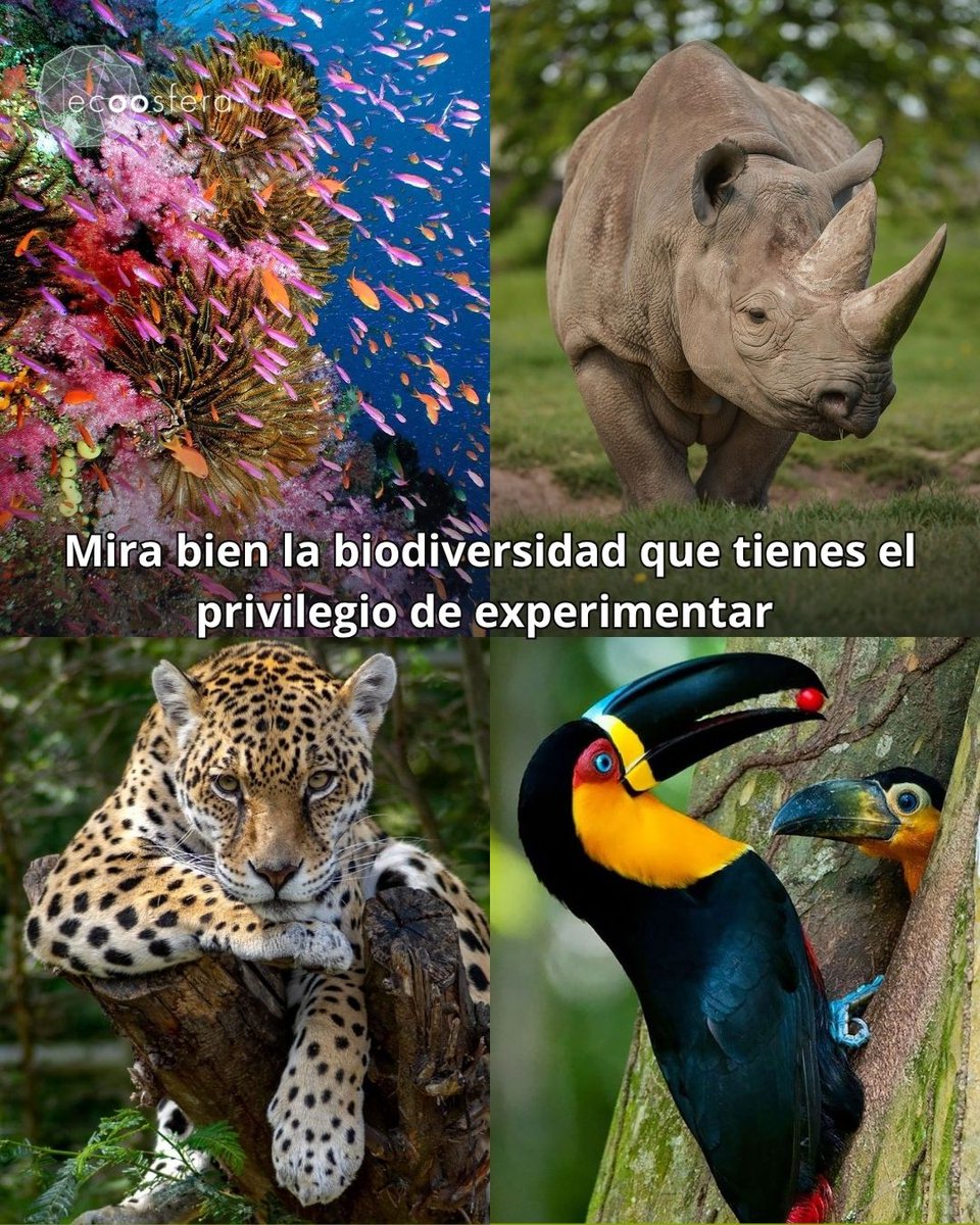ecoosfera tweet media