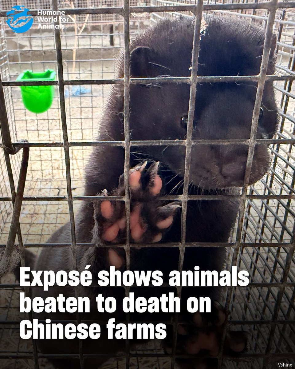 Humane World for Animals tweet media
