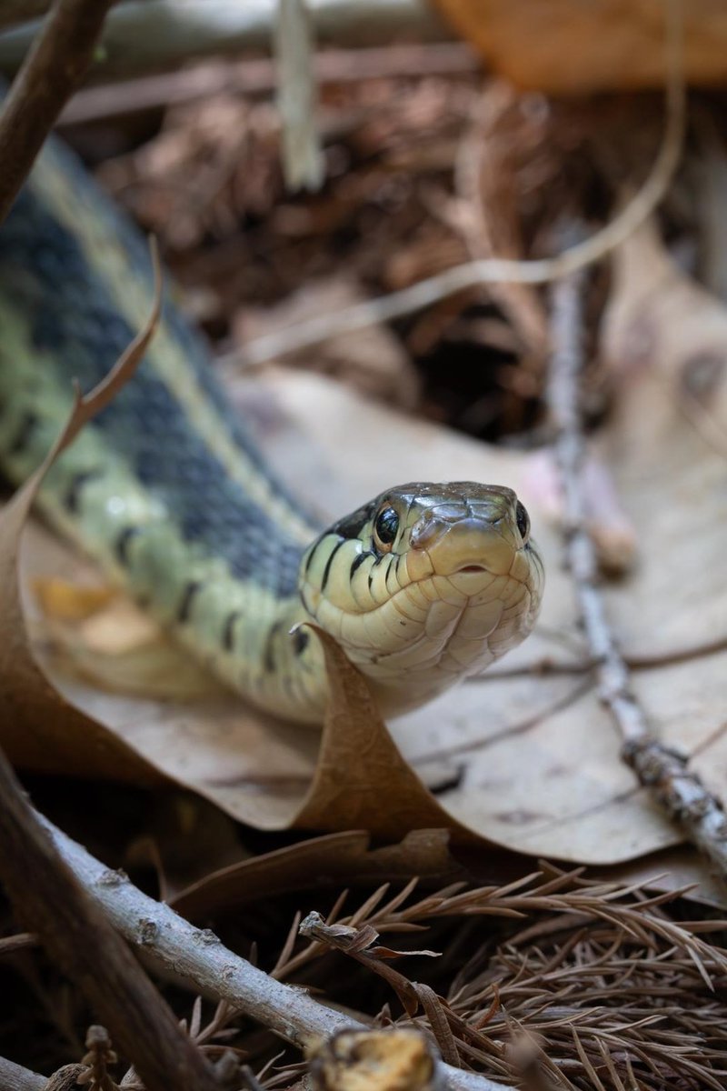 giveashitnature's tweet photo. Almost every snake in America is harmless to you. 

Of roughly 50 native species in the US, four are venomous. Roughly 5 Americans die from snakebite per year. Cows kill more people than that.

The snake in your garden is hunting the rodents you'd otherwise be poisoning. 

A black rat snake in a barn eats mice like a vacuum eats dust. 

Garter snakes eat slugs and grubs by the hundreds. 

Rough green snakes eat caterpillars off your tomatoes.

A yard with snakes is a yard with fewer rodents, fewer ticks (which the rodents carry), and a working food web.