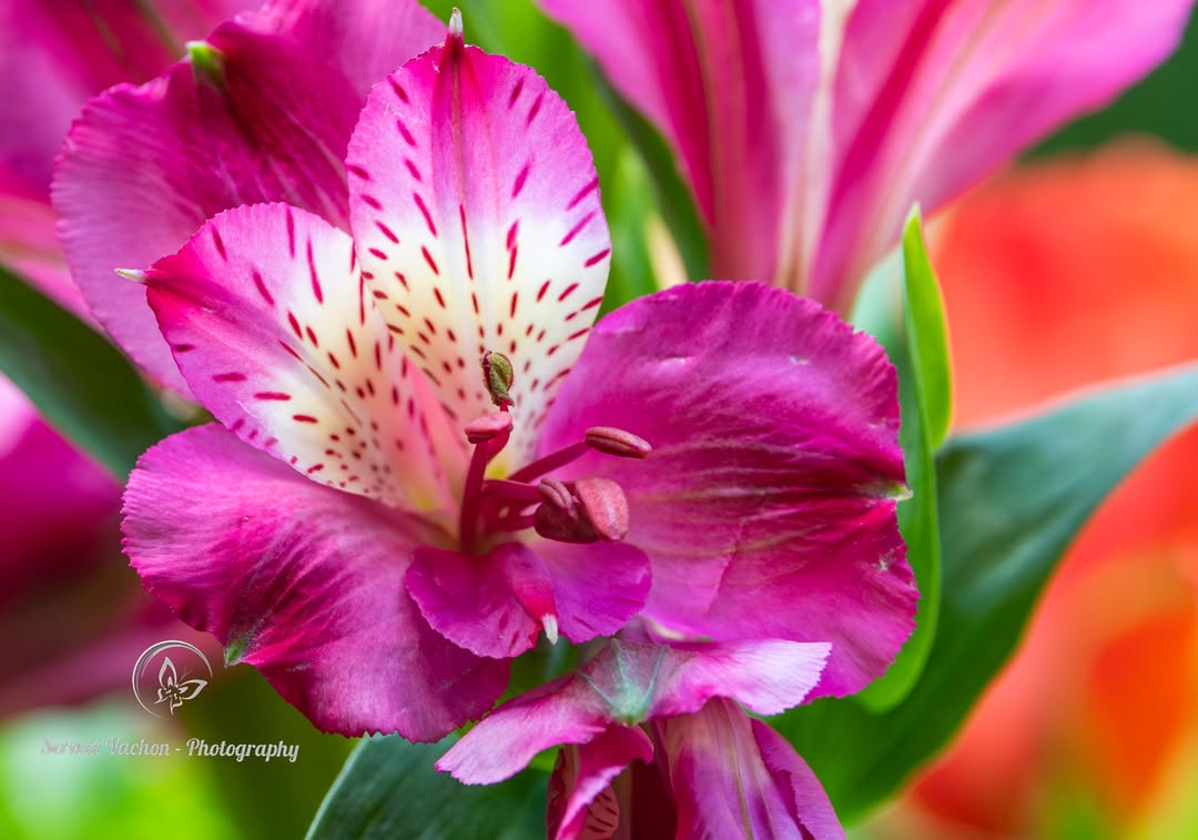 Serena Vachon - Photography tweet media