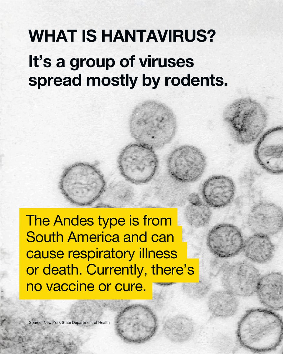 MetroPlusHealth's tweet photo. 🐀 🦠 Should you be worried about hantavirus? Take 30 seconds to learn the symptoms, how it’s spread, and what it means for NYC. https://t.co/1tfFJa8iNQ