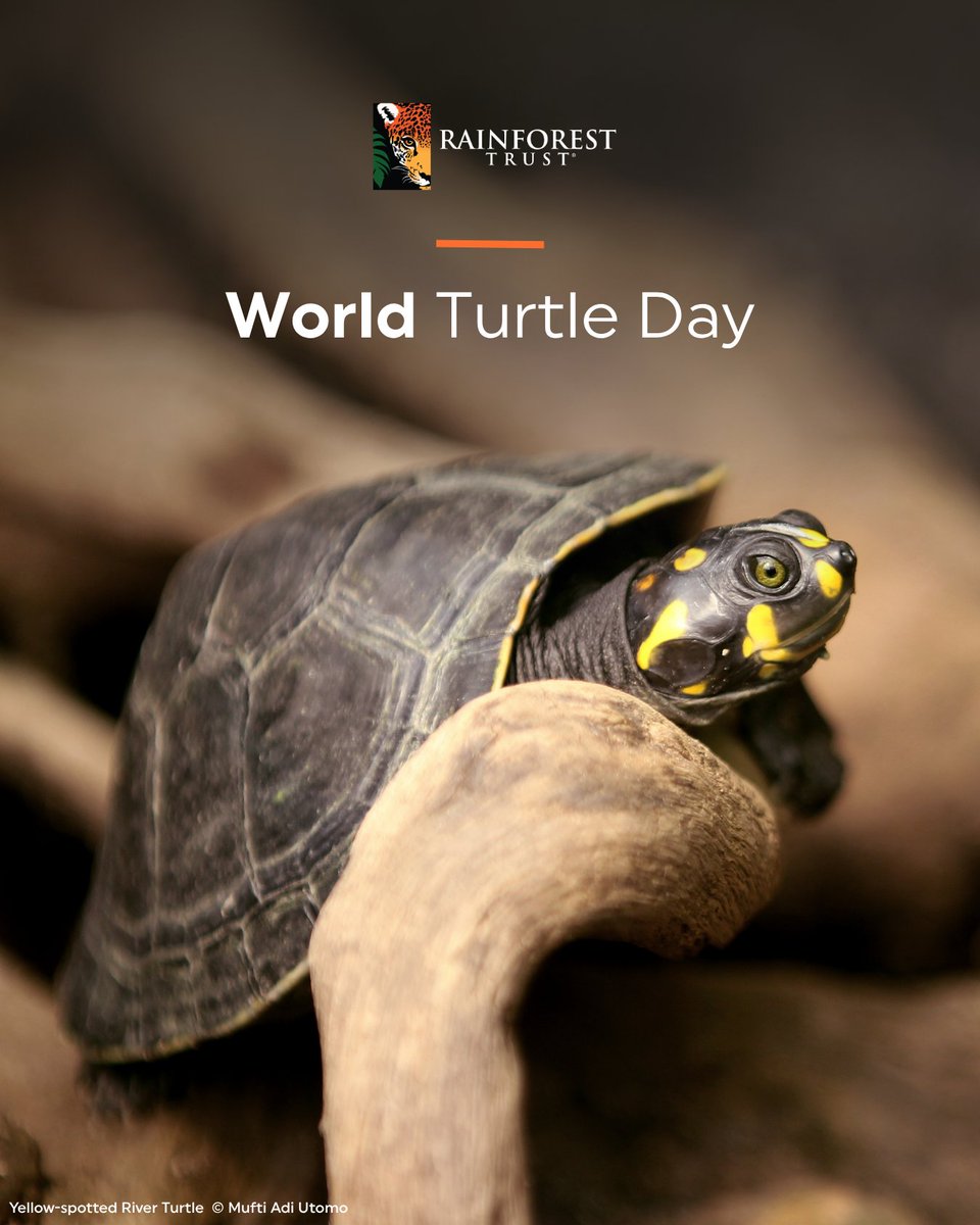 Rainforest Trust tweet media