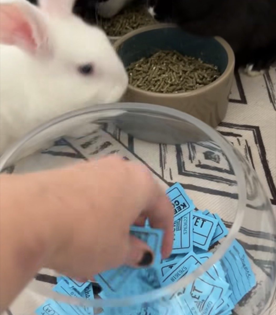 House Rabbit Society tweet media