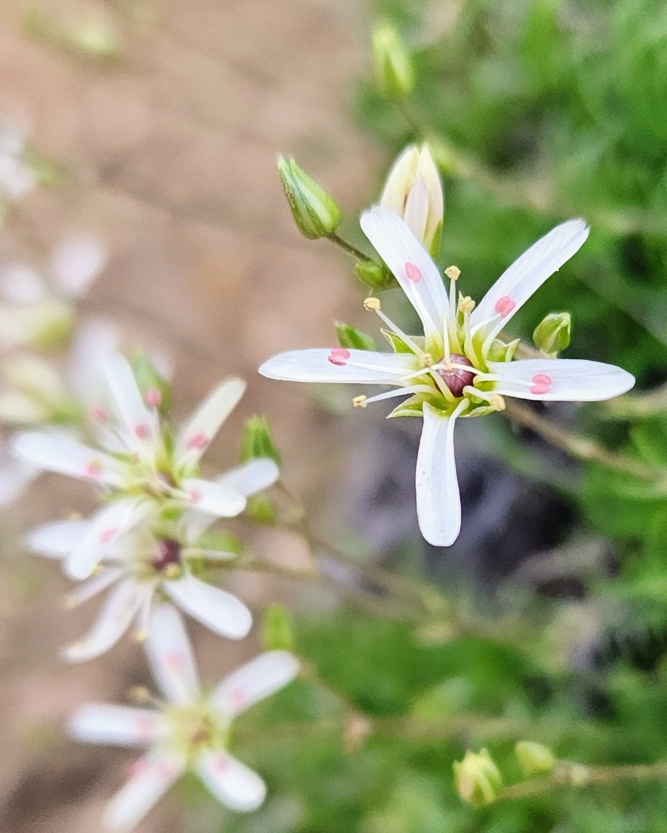 CPCplants's tweet photo. #RarePlantoftheWeek: Mt. Dellenbaugh sandwort (Eremogone aberrans) is a G3-Vulnerable species endemic to central Arizona. 🔬🌿 You can help secure funding for rare species like this one with a CPC Plant Sponsorship! 🔗 To learn more, visit: https://t.co/8U918TT5Bb

#SavePlants https://t.co/aqHYWdDTrV