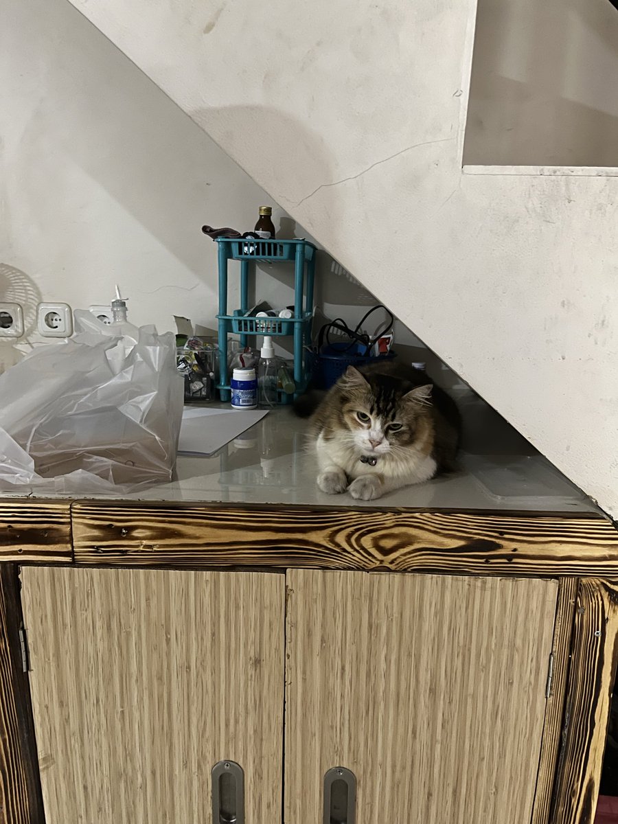 Stfrandaa's tweet photo. bete bgt dia diusilin masnya mulu🤣 https://t.co/fQqfX29rqg