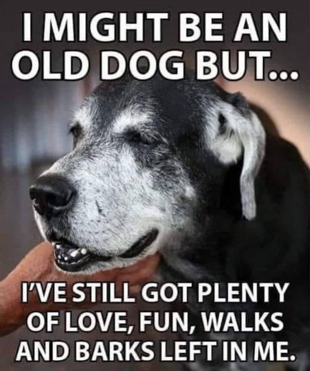 DogLovers03's tweet photo. https://t.co/WcflMtS4tR