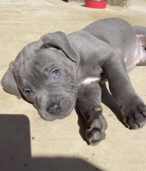 universalpitbul tweet picture