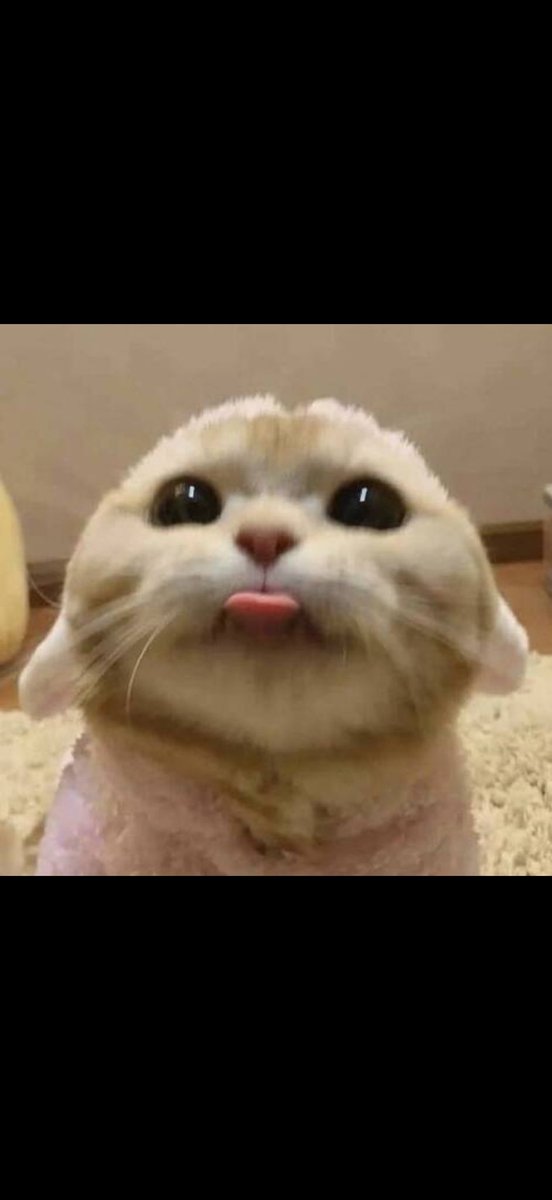 blep tweet media
