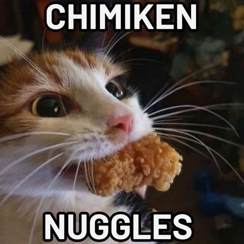Punch Cat tweet media