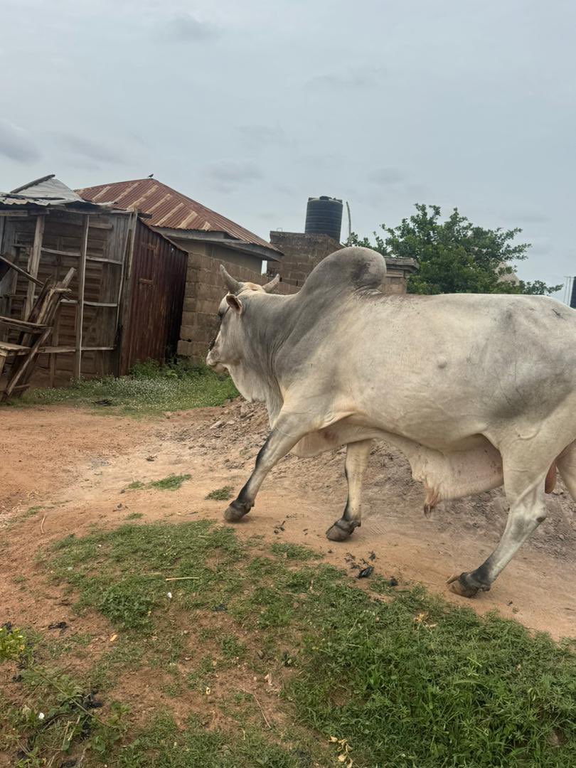 👳🏾‍♂️Mufti Of Ilorin Online 👳🏾‍♂️ tweet media