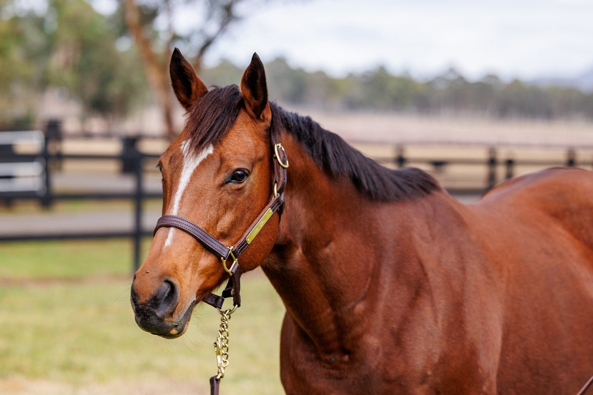 Kia Ora Stud tweet media