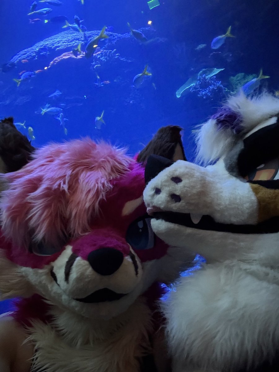 chaifoxart's tweet photo. dumb dog won’t sit still for the camera this #fursuitfriday

🐶: @goosepubby 💜 https://t.co/8btDjdGSkY