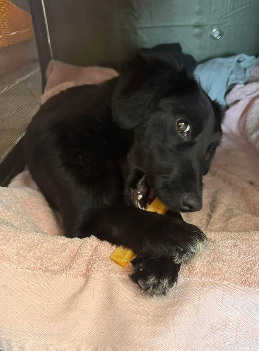 Pawprints2F's tweet photo. 🐾 Happy Pupdate 🐾

We’re so happy to share that Tofu is settling in beautifully 💛

She’s gone from being very nervous to relaxed and content.

It’s been lovely to see her confidence grow!🐾 https://t.co/DwHIkvYQWr