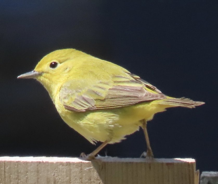 HalifaxDee's tweet photo. Yellow Warbler May 22 2026 Halifax NS https://t.co/XYNK6cq2yB