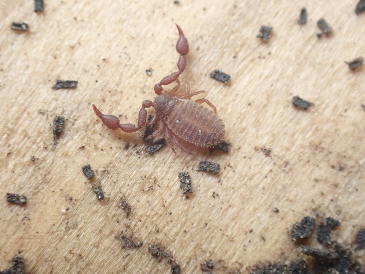 BHAPottingSheds's tweet photo. 1/3
One of our #Wildlifewanderers investigated the #LostWords letters near the #Wildlifepond, finding woodlice, springtails and three pseudoscorpions... 
💚🐜🐛🪲🦂🔍🔬
@RoyEntSoc #InsectWeek (22nd–28th June) #entomology #EducationNaturePark https://t.co/WxBpFOlUM5