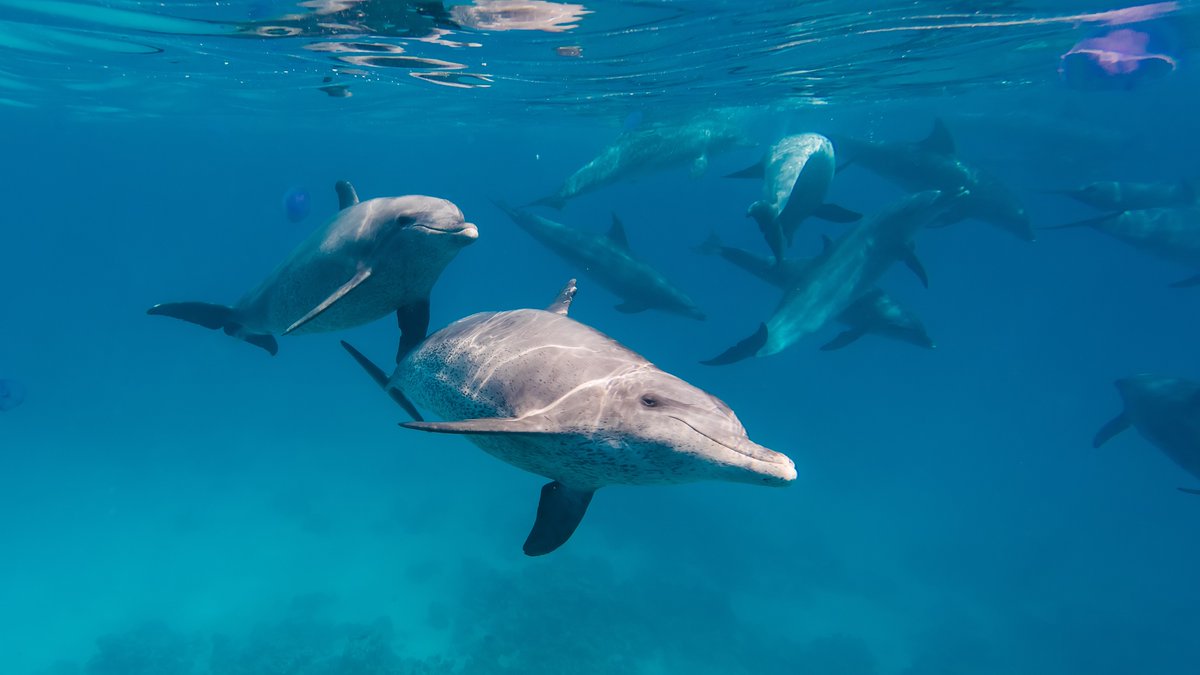 Oceana tweet media
