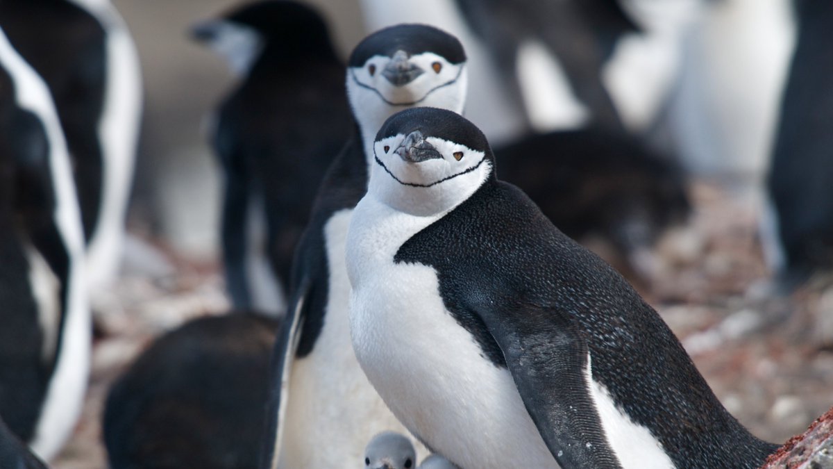 Oceana tweet media
