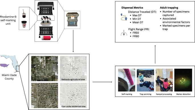 secvbd's tweet photo. 🦟📰📢New Article in Press! Congratulations to our collaborators in Miami on their research paper "Dispersal of Aedes aegypti in urban environments of Miami-Dade County, Florida" (Sasmita et al. 2026). 🔗https://t.co/bncvde0wod
#SECVBD #Vectorborne #Aedesaegypti #Mosquitoes https://t.co/FTVMLZW3XU