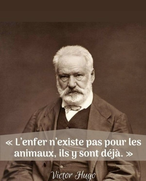 AntiChasse ⒶⓁⒻ tweet media