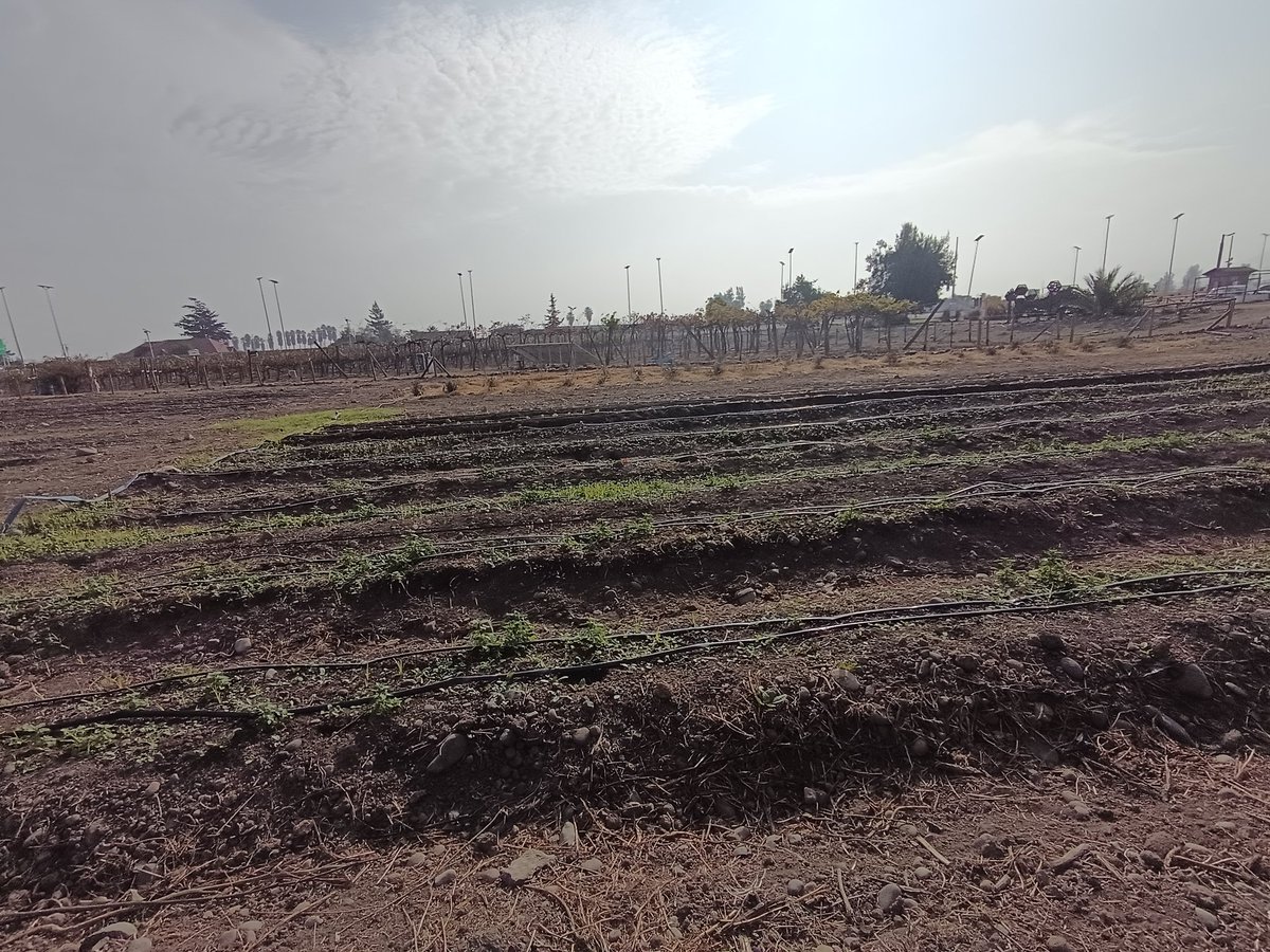 catalan221's tweet photo. #ingenieriaagricola #campo #chile https://t.co/JcXRAWf7ou