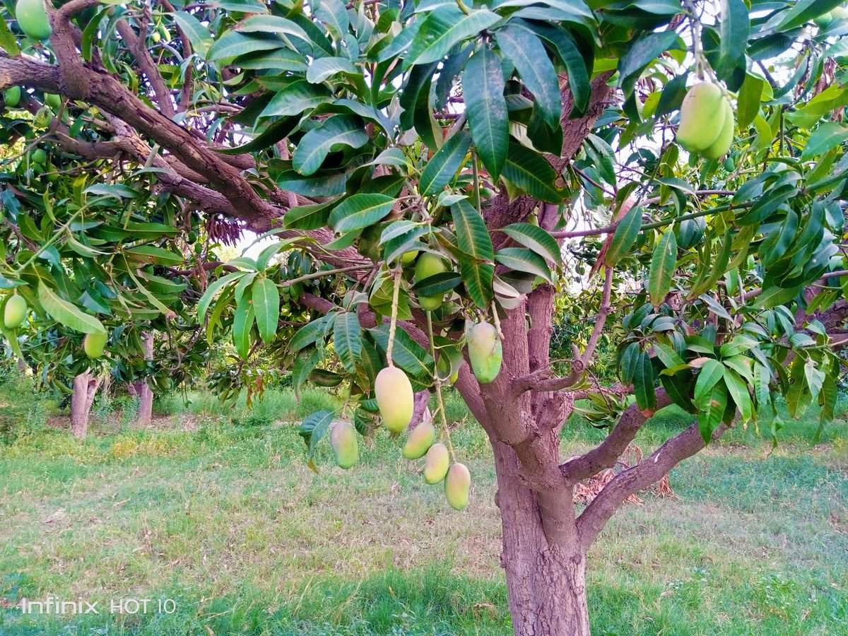 SialRabail2's tweet photo. آءٌ اَمبَنِ جِي آسَ ۾..

#قافلہ_ادب
#mangoes 🥭
#SialAgriculturalFarm https://t.co/Wh1vL0nWqn