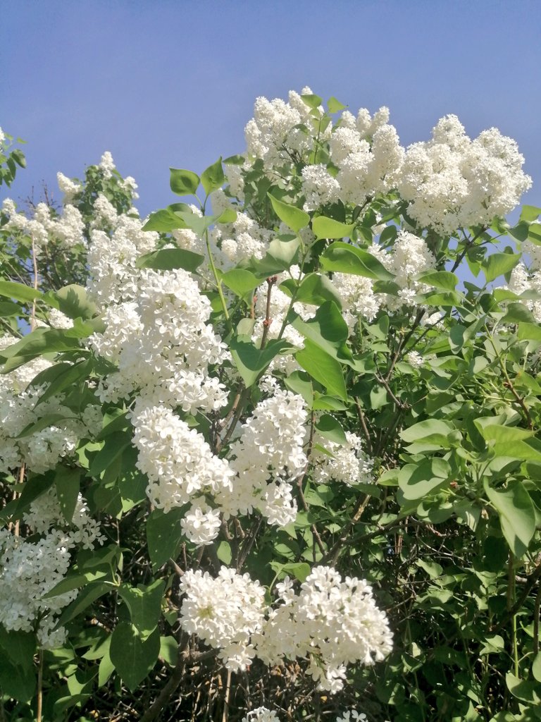ss_zmeyuka's tweet photo. Очень жаль, что в Японии есть сезон любования сакурой, а у нас сезон обдирания сирени...
Ни тематических напитков/десертов, ни лавины крутых фото с цветами, ни пикников у сирени...

Только обдирание веток прям с центра куста, а потом выкидывание на землю через 5 метров https://t.co/XCObiMMcwP